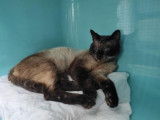 Famille d’adoption recherchée pour chat adulte brun colourpoint mâle
