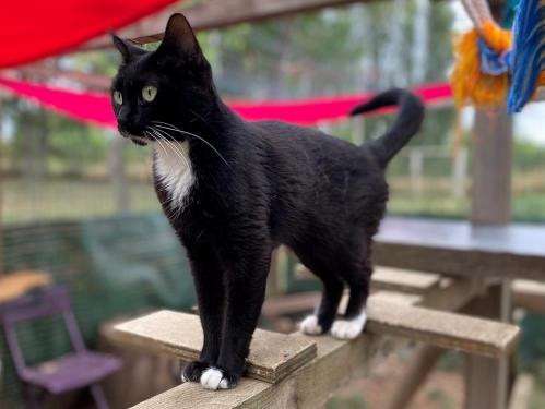 Don d’une chatte bicolore tuxedo noir et blanc de 3 ans