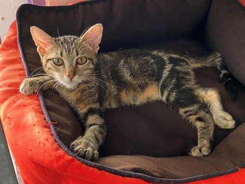Un chaton mâle tigré tricolore de 3 mois en attente d’adoption