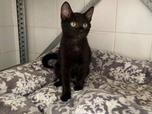 Une chatonne noire de 2 mois disponible à l’adoption