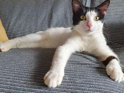 Adoption d’un chat mâle 1 an, blanc et noir