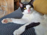 Adoption d’un chat mâle 1 an, blanc et noir