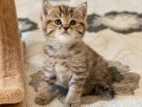Vente de 8 chatons Scottish Folds de moins de 8 semaines