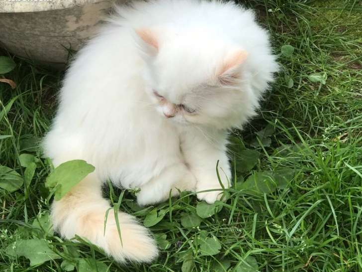 Vente d’un chaton Persan femelle de 2 mois à la robe blanche