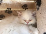 Vente d&rsquo;un chaton Persan femelle de 2 mois &agrave; la robe blanche