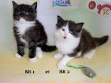 5 chatons Maine Coon d’un mois à réserver