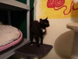 Chaton femelle de 8 mois &agrave; la robe noire &agrave; adopter