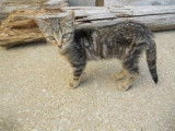 À accueillir chaton femelle de 3 mois, pelage gris tabby
