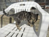 À accueillir chaton femelle de 3 mois, pelage gris tabby