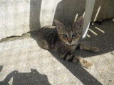Chaton de 3 mois, brown tabby, m&acirc;le, pr&ecirc;t &agrave; l&rsquo;adoption