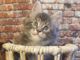 3 chatons Maine Coon de moins de 8 semaines à réserver