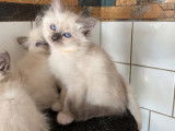 À vendre chaton Sacré de Birmanie, mâle blue point de 2 mois