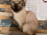À vendre chaton Sacré de Birmanie, mâle blue point de 2 mois