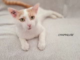 Un chaton mâle roux et blanc d’un an à donner