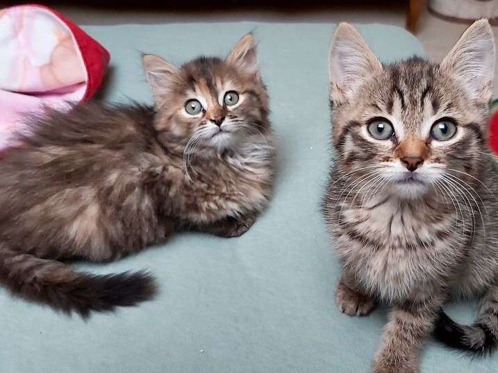 2 chatons femelles 12 semaines non séparables à adopter
