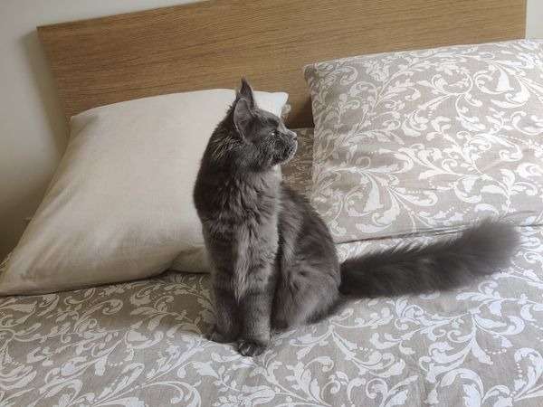 Un chaton mâle Main Coon bleu 6 mois en vente