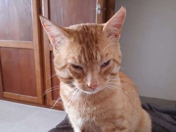 A adopter : Caillou, chat roux âgé de deux ans