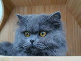 British Longhair Blue