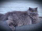 British Longhair Blue