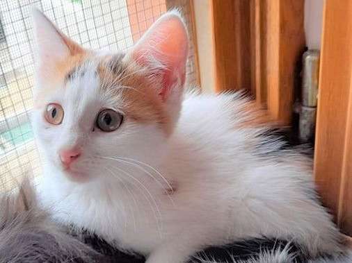 A adopter : Waya, femelle tricolore âgée de trois mois