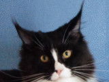 Femelle Maine Coon LOOF disponible