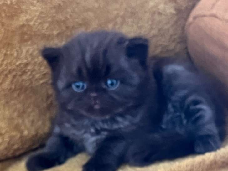 Chatons British longhair chocolat