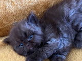 Chatons British longhair chocolat