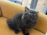Chatons British longhair chocolat