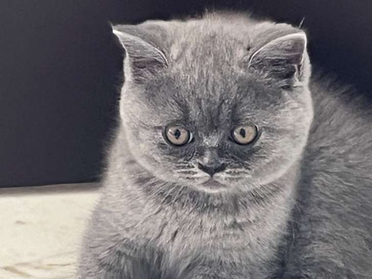 Chatons British Shorthair pure race