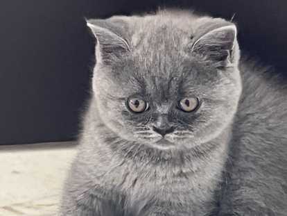 Chatons British Shorthair pure race