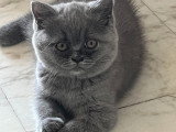 Chatons British Shorthair pure race