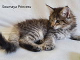 Soumaya Princess (9 semaines)