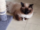 Mâle Sacré de Birmanie disponible pour saillie