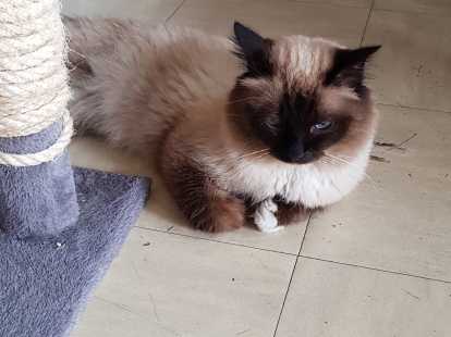 Mâle Sacré de Birmanie disponible pour saillie
