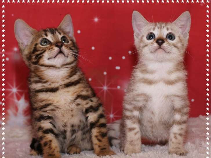 2 chatons marrons Bengal (un mâle et une femelle) disponibles à la vente