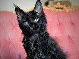 Réservation en cours pour 3 chatons Maine Coon, 1 mâle et 2 femelles de 2021