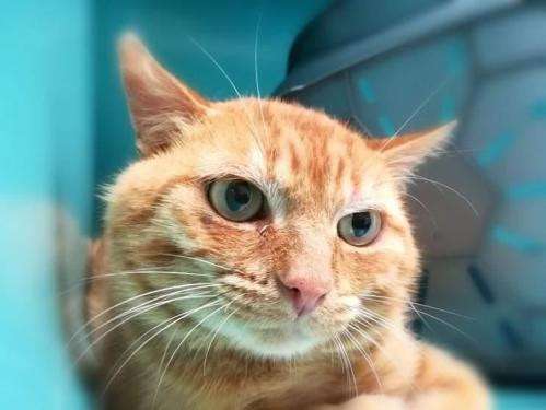 Chat Male Adulte Red Mackerel Tabby De 16 Attend Ses Nouveaux Maitres Petite Annonce Chat