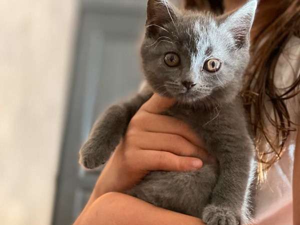 À vendre 3 chatons Chartreux, 1 mâle et 2 femelles de mai 2021 au pelage bleu