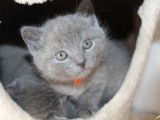 4 chatons Chartreux (3 mâles et 1 femelle de couleur bleue) d’avril 2021 à réserver