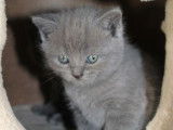 4 chatons Chartreux (3 mâles et 1 femelle de couleur bleue) d’avril 2021 à réserver