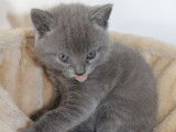 4 chatons Chartreux (3 mâles et 1 femelle de couleur bleue) d’avril 2021 à réserver
