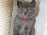 4 chatons Chartreux (3 mâles et 1 femelle de couleur bleue) d’avril 2021 à réserver