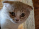 Scottish Fold m&acirc;le blanc cannelle mis bas en mai 2021 disponible &agrave; la vente