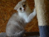 Scottish Fold m&acirc;le blanc cannelle mis bas en mai 2021 disponible &agrave; la vente