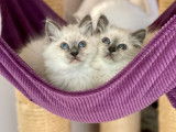 Chaton Sacr&eacute; de Birmanie femelle n&eacute;e en avril 2021, blue point, disponible &agrave; l&rsquo;achat