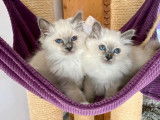 Chaton Sacr&eacute; de Birmanie femelle n&eacute;e en avril 2021, blue point, disponible &agrave; l&rsquo;achat