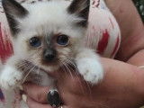 Achat ouvert pour chaton de mai 2021 : Sacr&eacute; de Birmanie m&acirc;le seal point