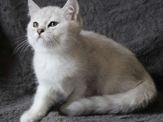 3 chatons British Shorthair de mai 2021, 1 mâle et 2 femelles à vendre