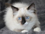 Mise en vente de 2 chatons Ragdoll femelles de mai 2021, seal mitted