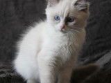 Mise en vente de 2 chatons Ragdoll femelles de mai 2021, seal mitted